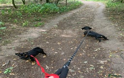 Mixed Breed dogs for sale: Juno  - Image 4