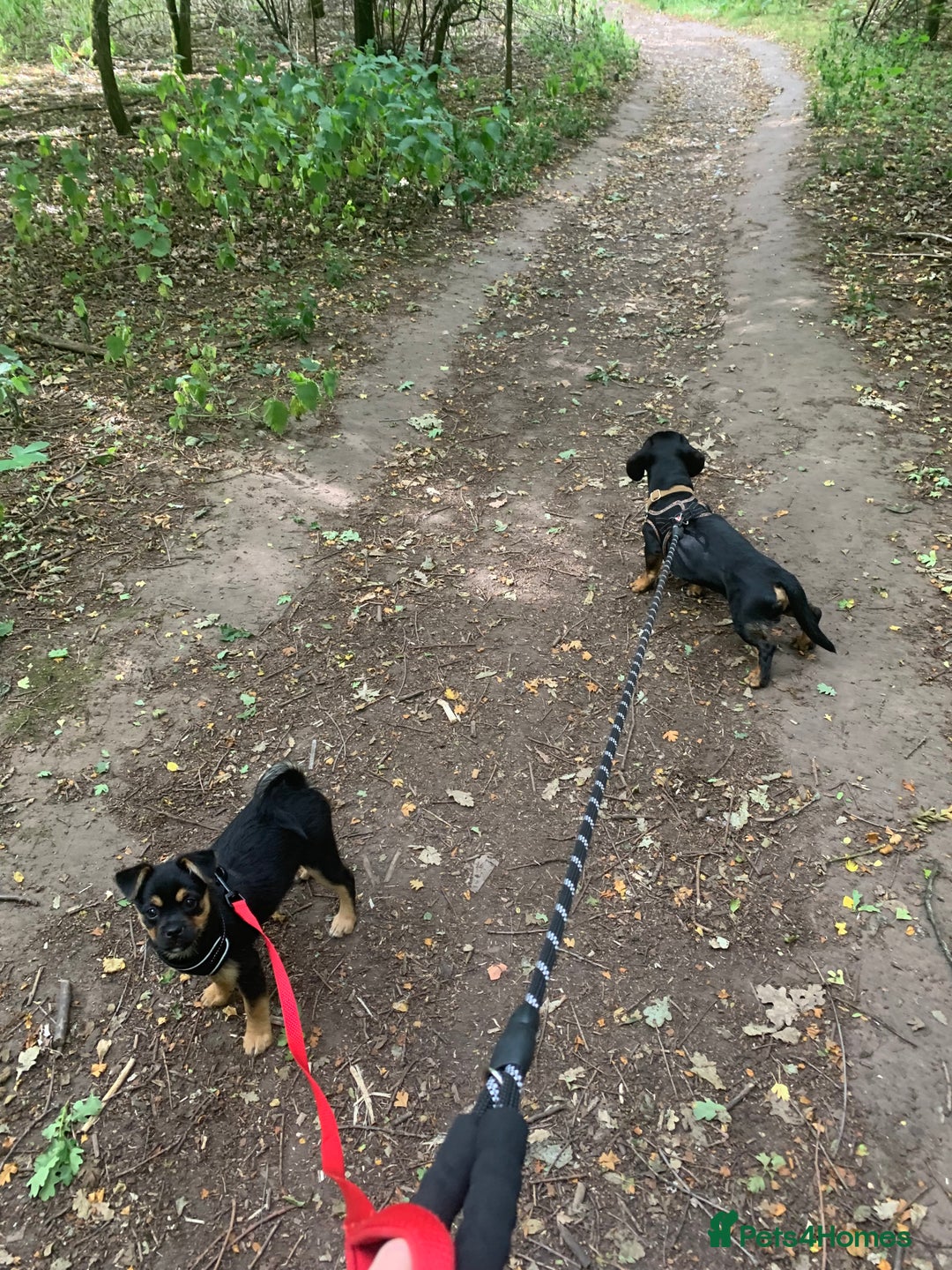 Mixed Breed dogs for sale: Juno  - Image 4