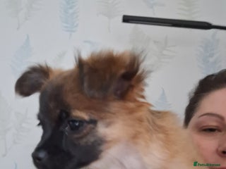 Chug dogs for sale: Chug Female 5 months old. Needs new home. - Advert 1