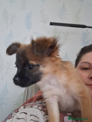 Chug dogs Chug Female 5 months old. Needs new home. - Advert 7