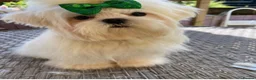 Maltese dogs for sale: 🐾 Beautiful Maltese puppies 🐾 - Advert 12