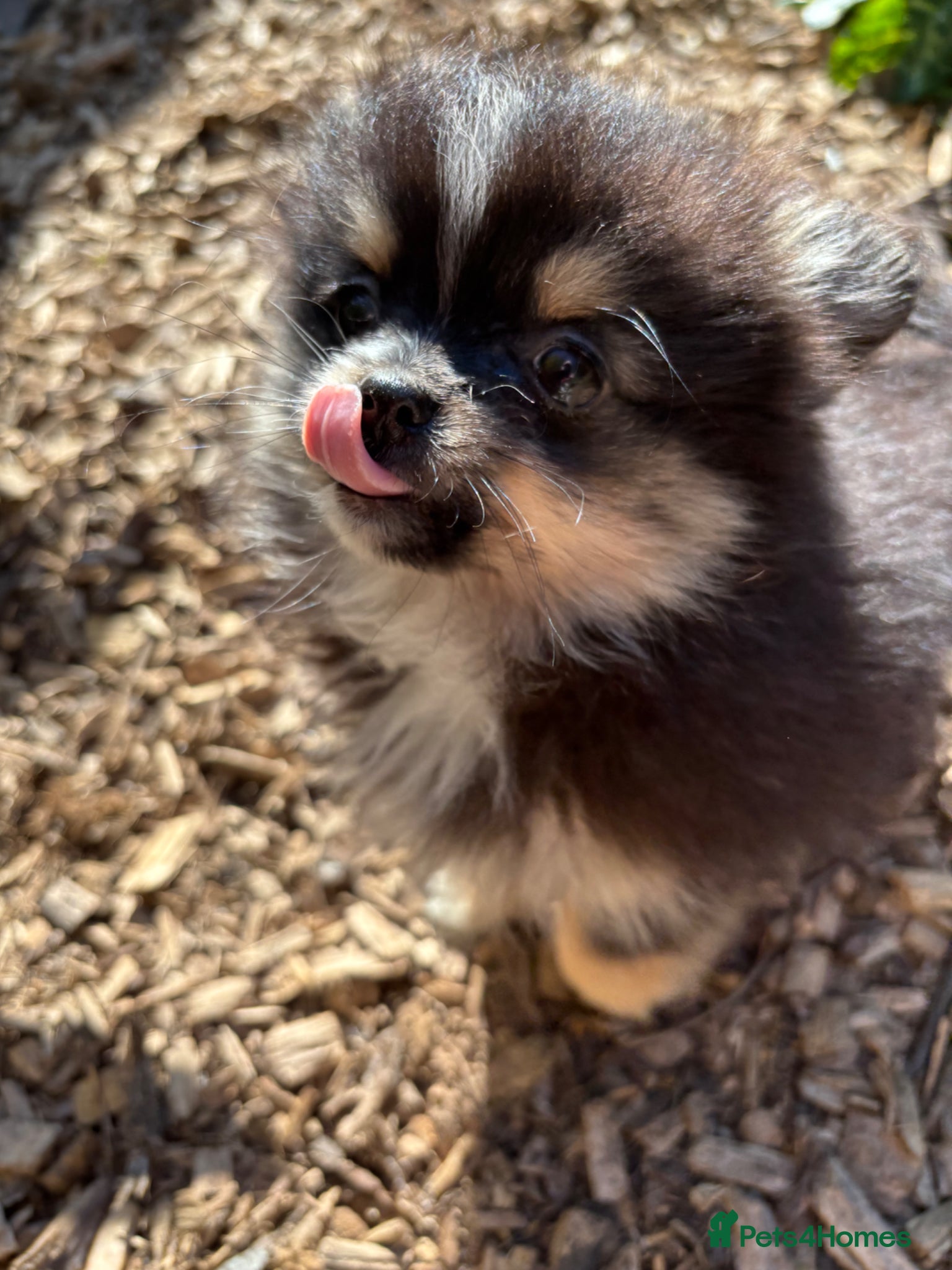 Pomchi dogs 2 Beautiful pomchi puppies ready to leave  - Advert 1