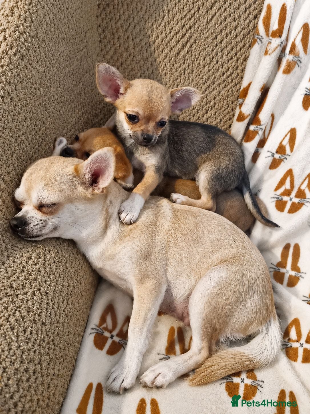 Chihuahua dogs Two Beautiful Boy Chihuahuas For Sale - Advert 6