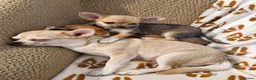 Chihuahua dogs for sale: Two Beautiful Boy Chihuahuas For Sale in Lincoln - Advert 1