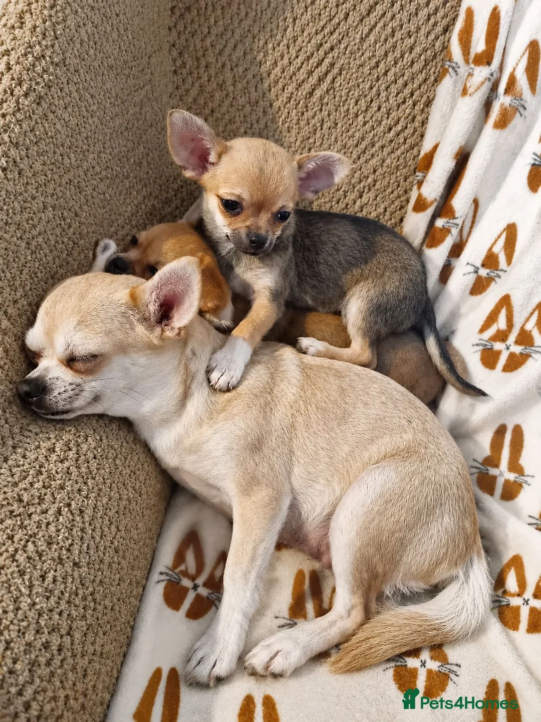 Chihuahua dogs for sale: Two Beautiful Boy Chihuahuas For Sale in Lincoln - Advert 1