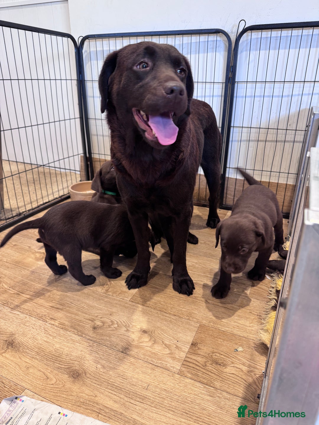 Labrador Retriever dogs for sale: Outstanding Quailty Chocolate Labrador Puppies - Advert 25
