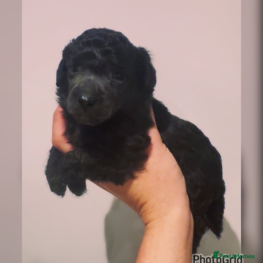Miniature Poodle dogs for sale: Exceptional Silver mini poodles  - Image 4