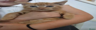 Domestic Shorthair 1