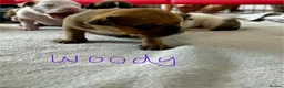 Mixed Breed dogs for sale: A* bulldog puppies 🐶 - Advert 5