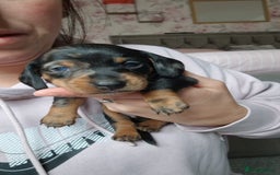 Miniature Dachshund dogs for sale: Miniature Dachshund Puppies – Short-Haired - £1000 - Image 2
