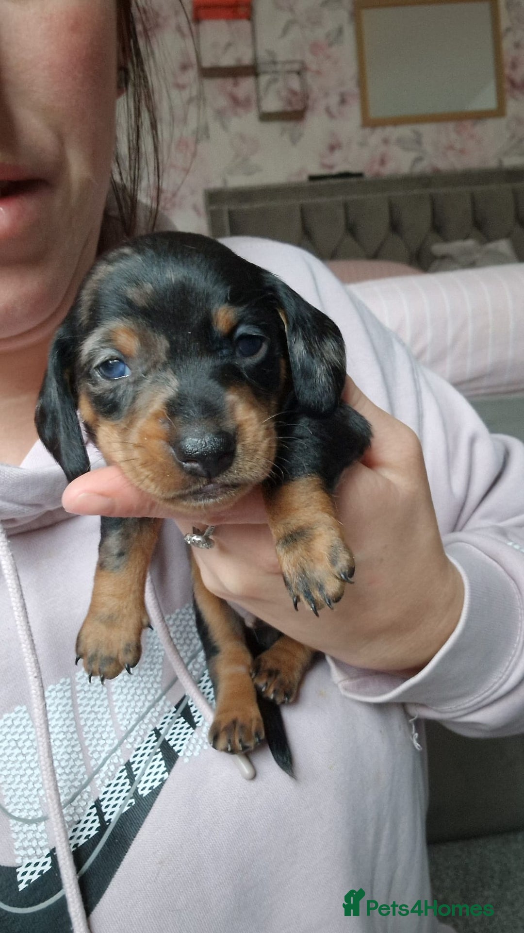Miniature Dachshund dogs for sale: Miniature Dachshund Puppies – Short-Haired - £1000 - Image 2