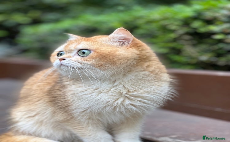 British Shorthair cats in Sheffield - Advert 16