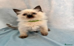 Ragdoll cats for sale: Sapphire's Ragdolls - Image 33