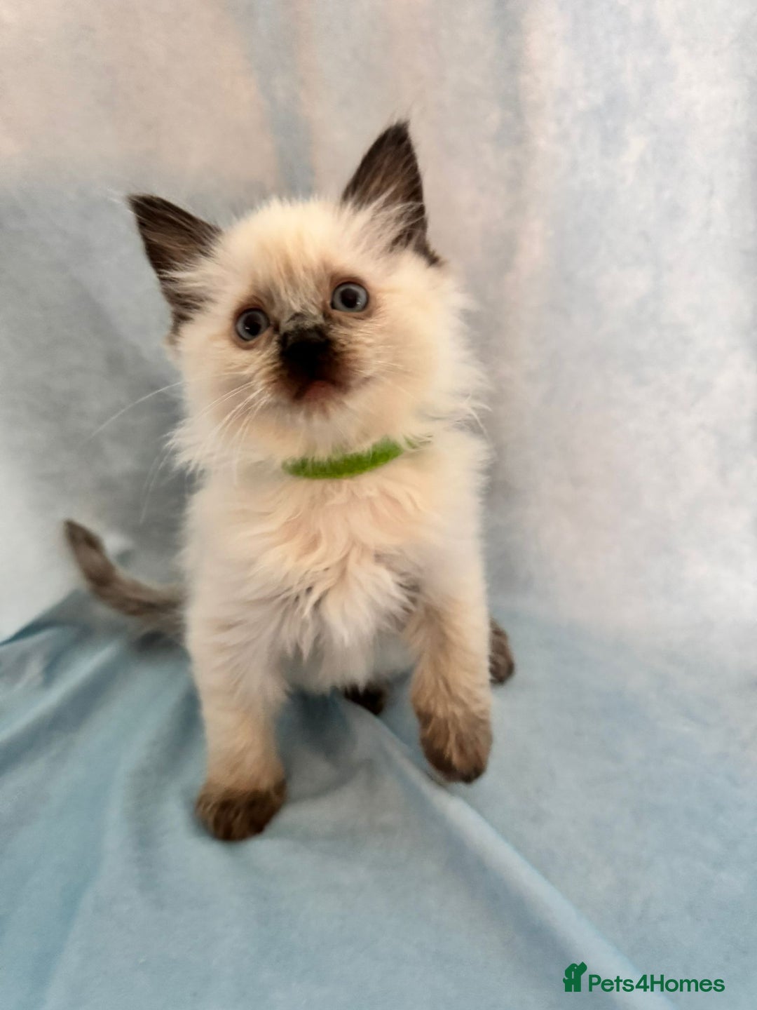 Ragdoll cats for sale: Sapphire's Ragdolls - Image 33