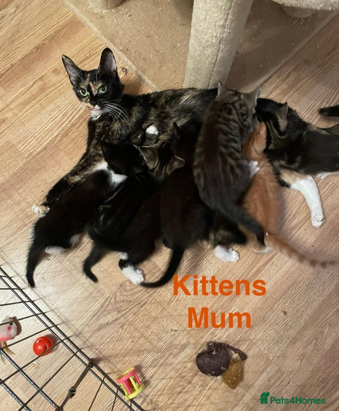 American Shorthair cats for sale: Absolutely stunning and loving Male Kitten   - Image 7