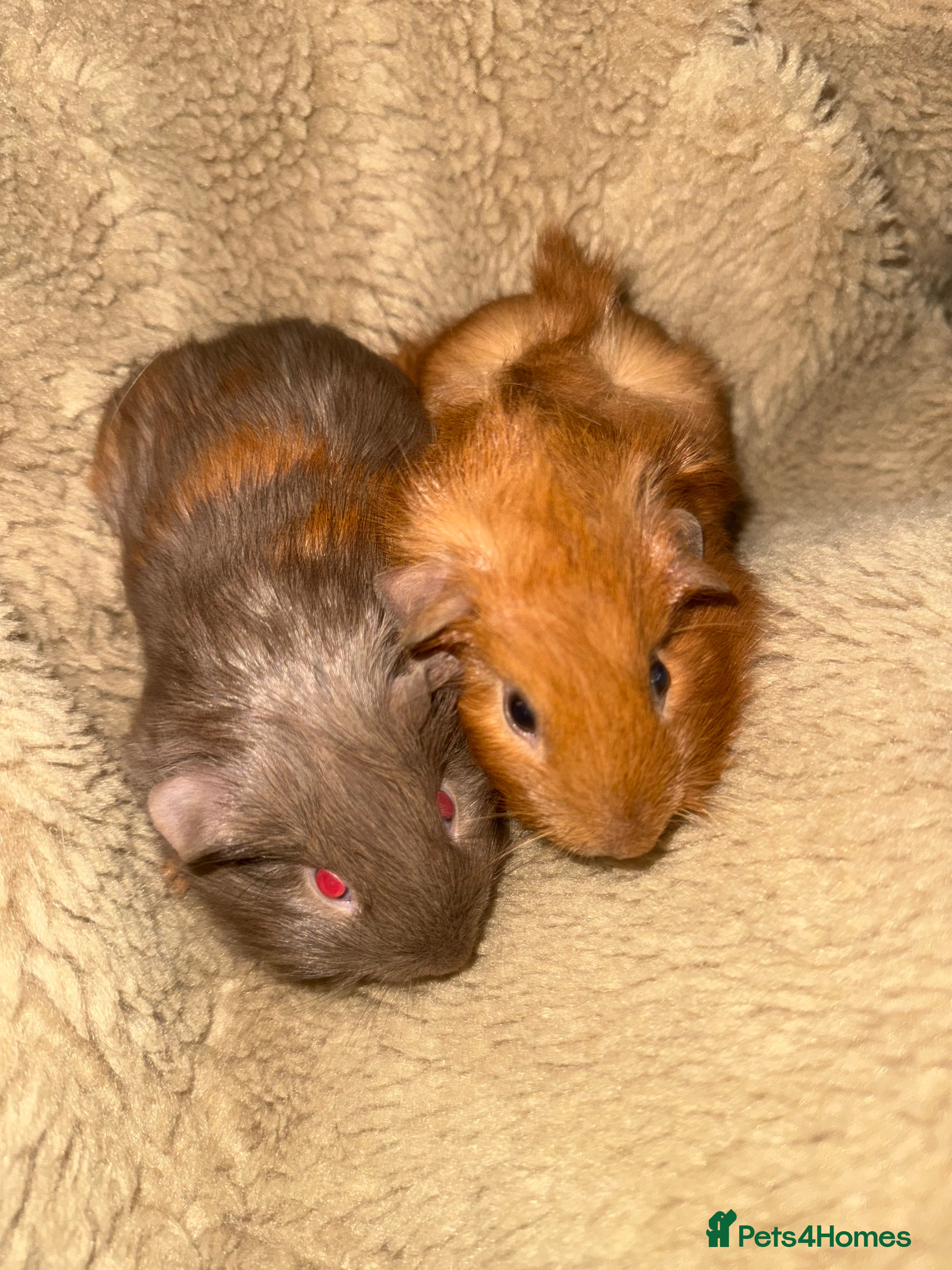 Guinea Pig rodents Ready to go, Baby guinea pigs  - Advert 6