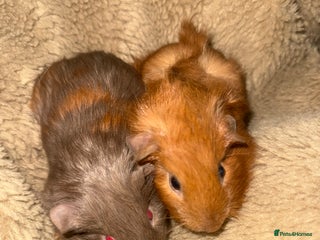 Guinea Pig rodents Ready to go, Baby guinea pigs - Advert 6