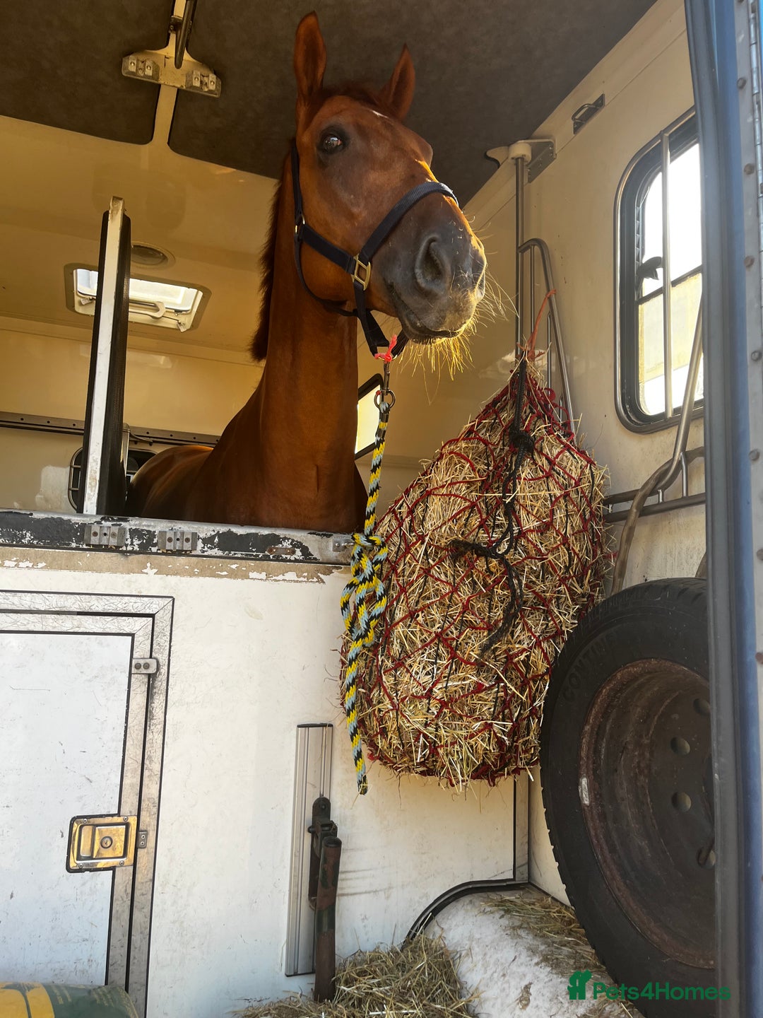 Irish Thoroughbred horses for sale: Fabulous Big Red - Image 7