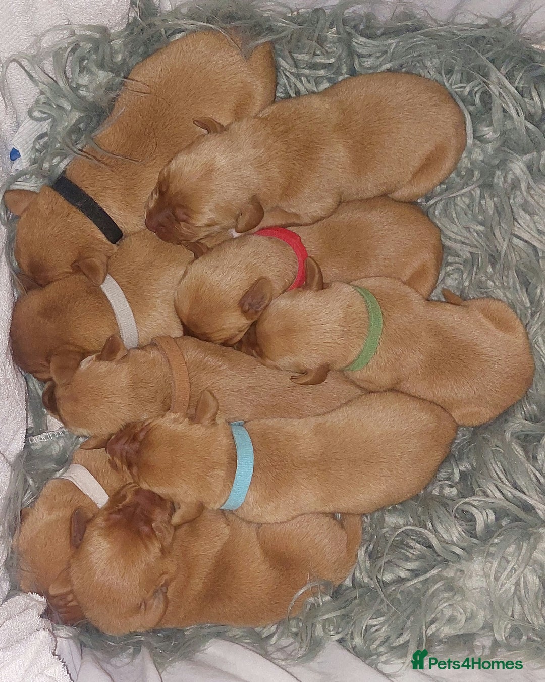Labrador Retriever dogs for sale: KCReg FoxRed LabradorRetriver Puppies WorkingLines - Advert 2