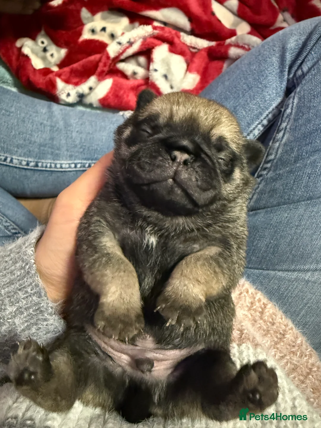 Pug dogs for sale: Pug puppies for sale  - Advert 17