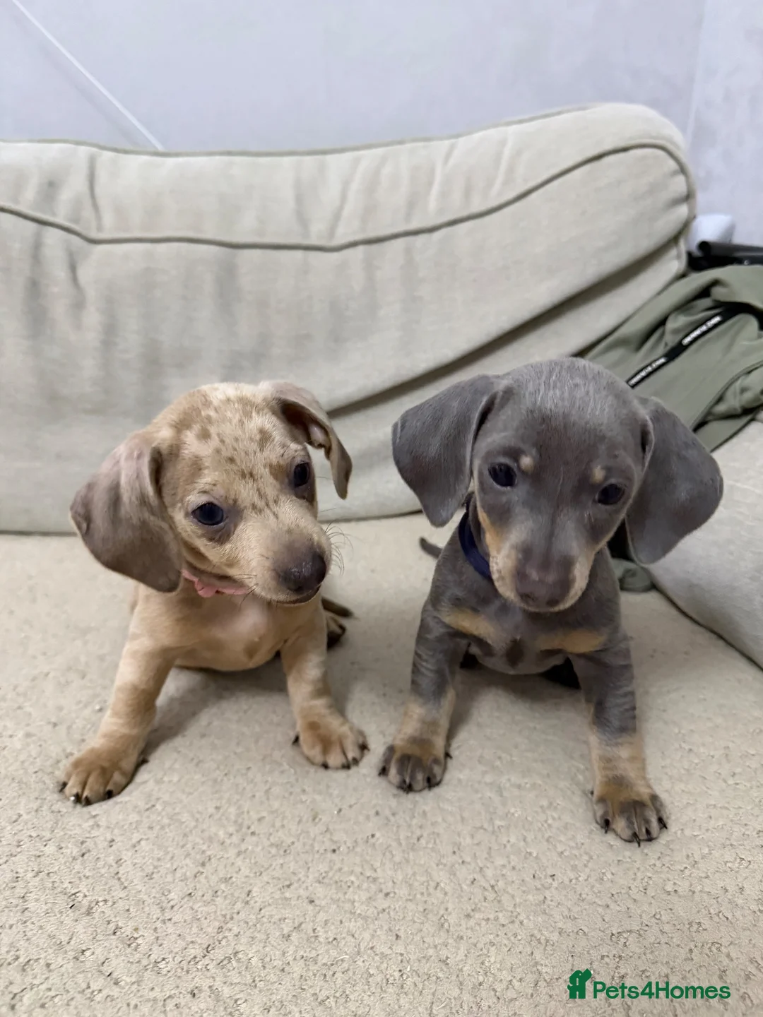 Dachshund dogs for sale: Dachshund - Advert 1