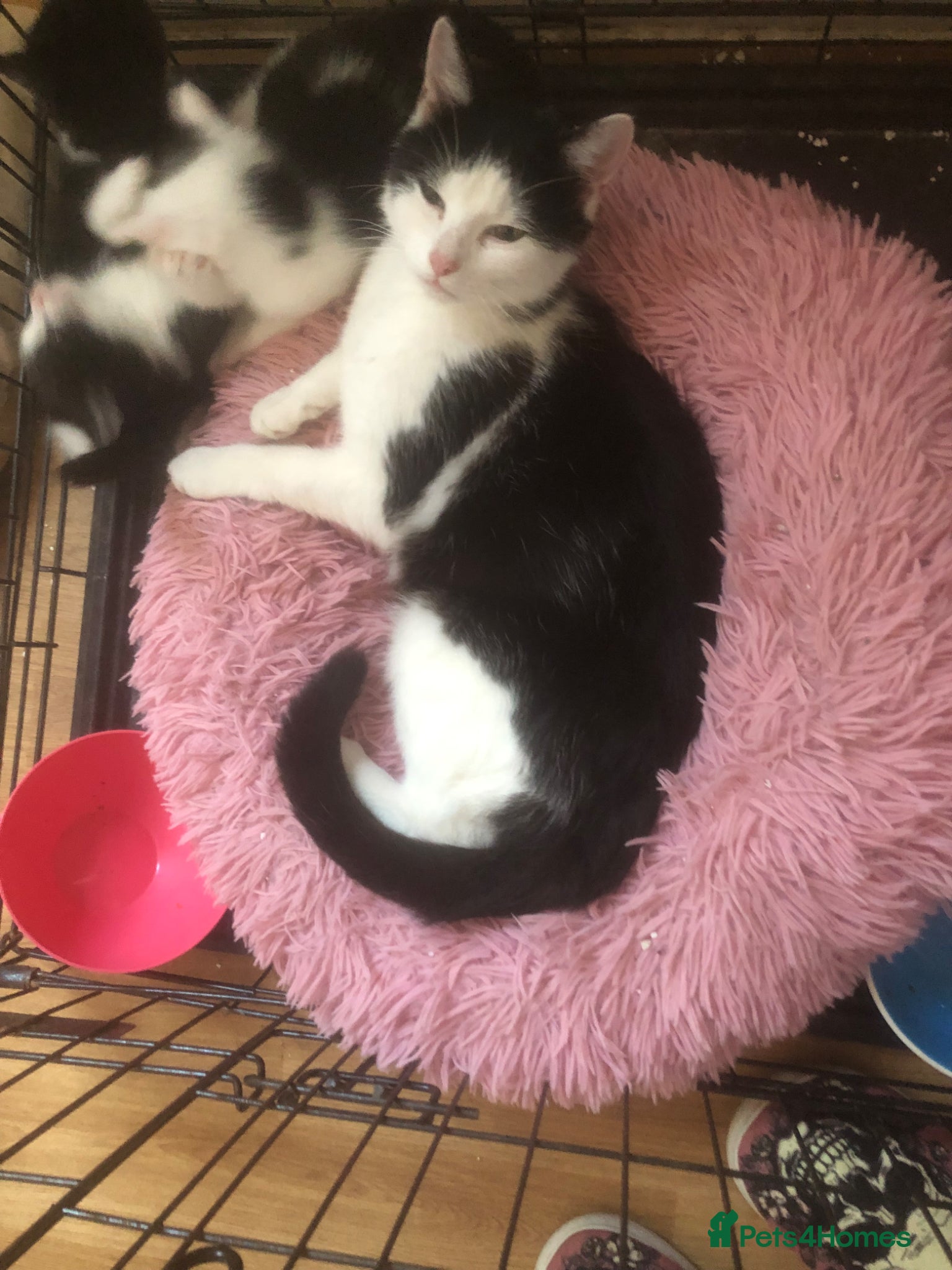 Mixed Breed cats Beautiful kittens with tuxedo look - Advert 1