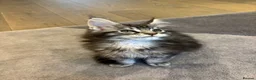 Maine Coon cats for sale: XL Beautiful Pure Pedigree Maine Coon Kitten - Advert 6