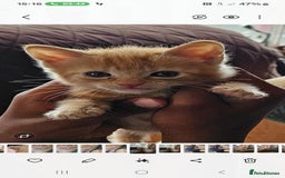 Mixed Breed cats for sale: Kittens for sale - Image 5