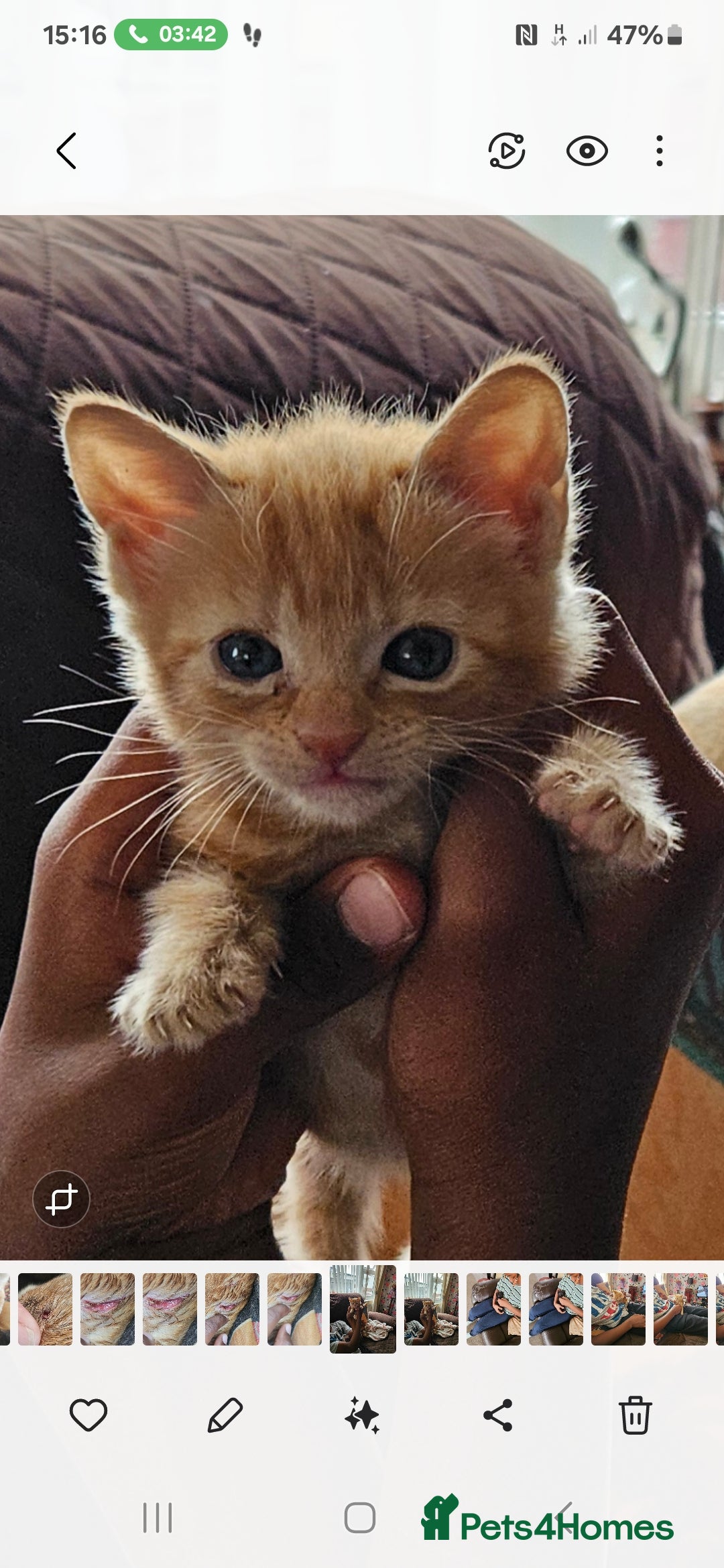 Mixed Breed cats for sale: Kittens for sale - Image 5