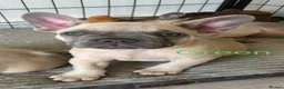 French Bulldog dogs for sale: KC French bulldog puppies - Advert 9