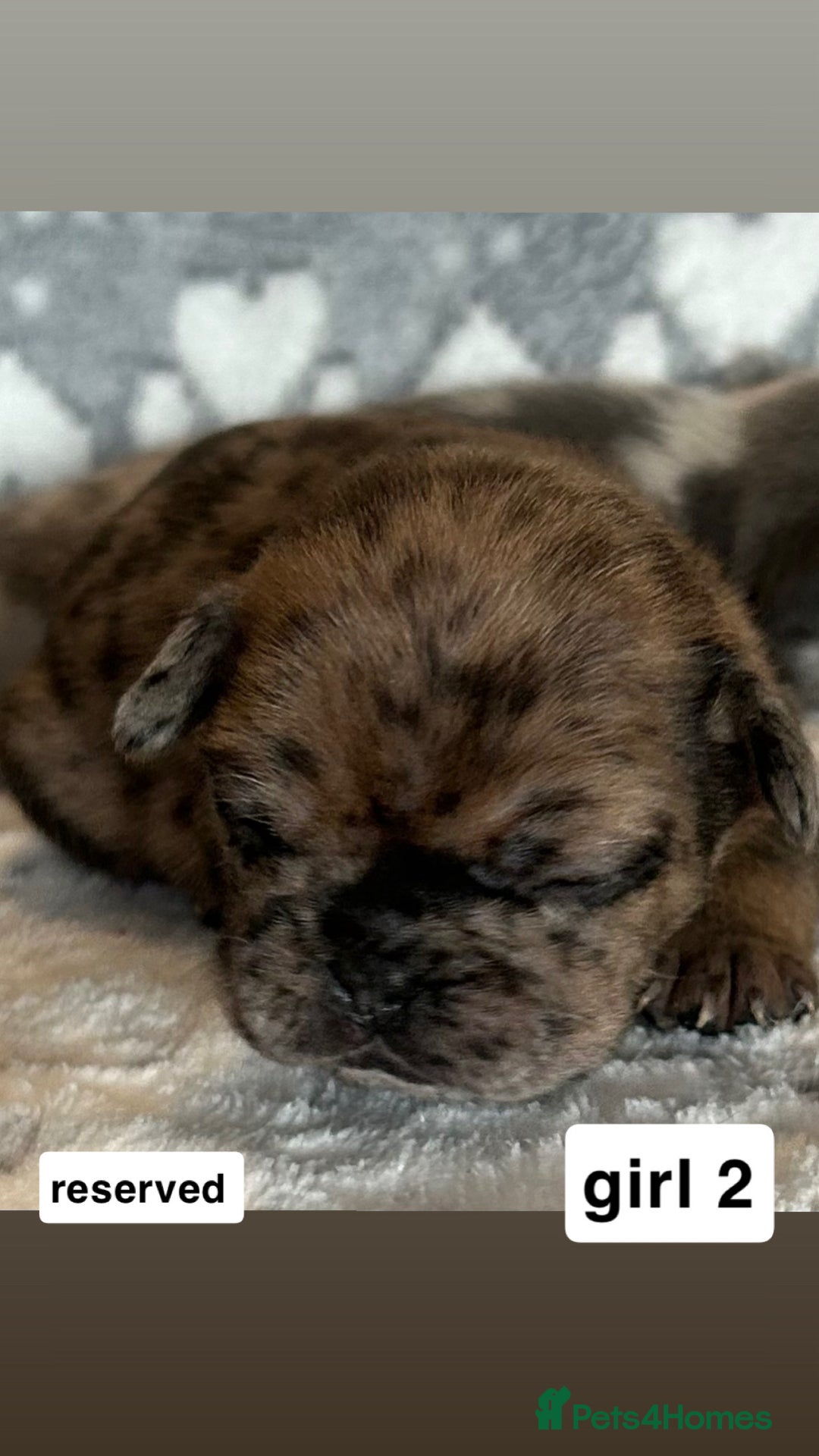 French Bulldog dogs for sale: gorgeous frenchie pups available 🥰 - Advert 8