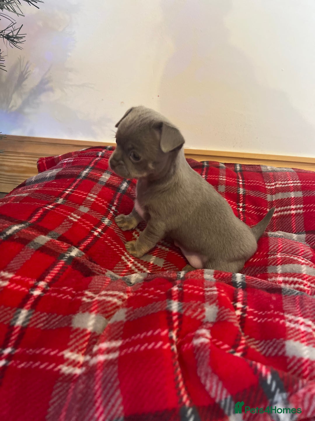Chihuahua dogs for sale: Kc registered lilac chihuahua girl - Advert 10