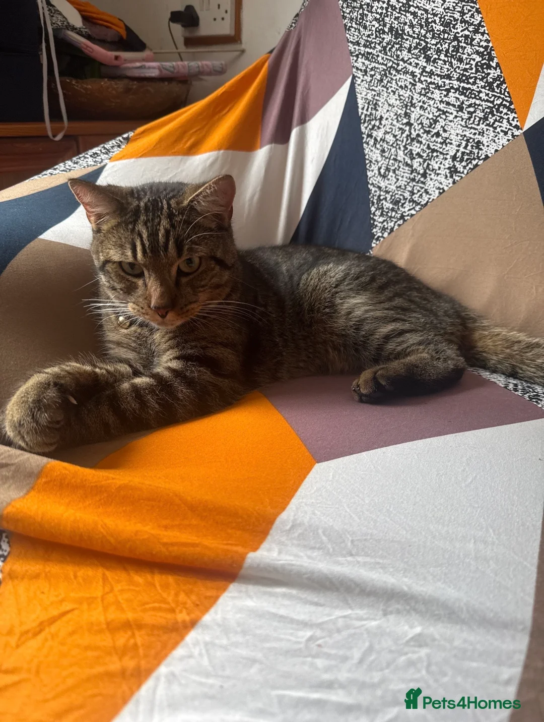 Mixed Breed cats for sale: Male kitten - Bengal X Tabby  - Advert 4
