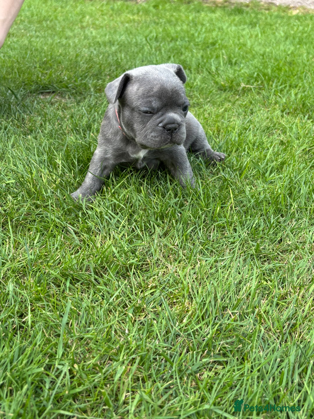 French Bulldog dogs for sale: Gorgeous French Bulldog Puppies. - Image 17