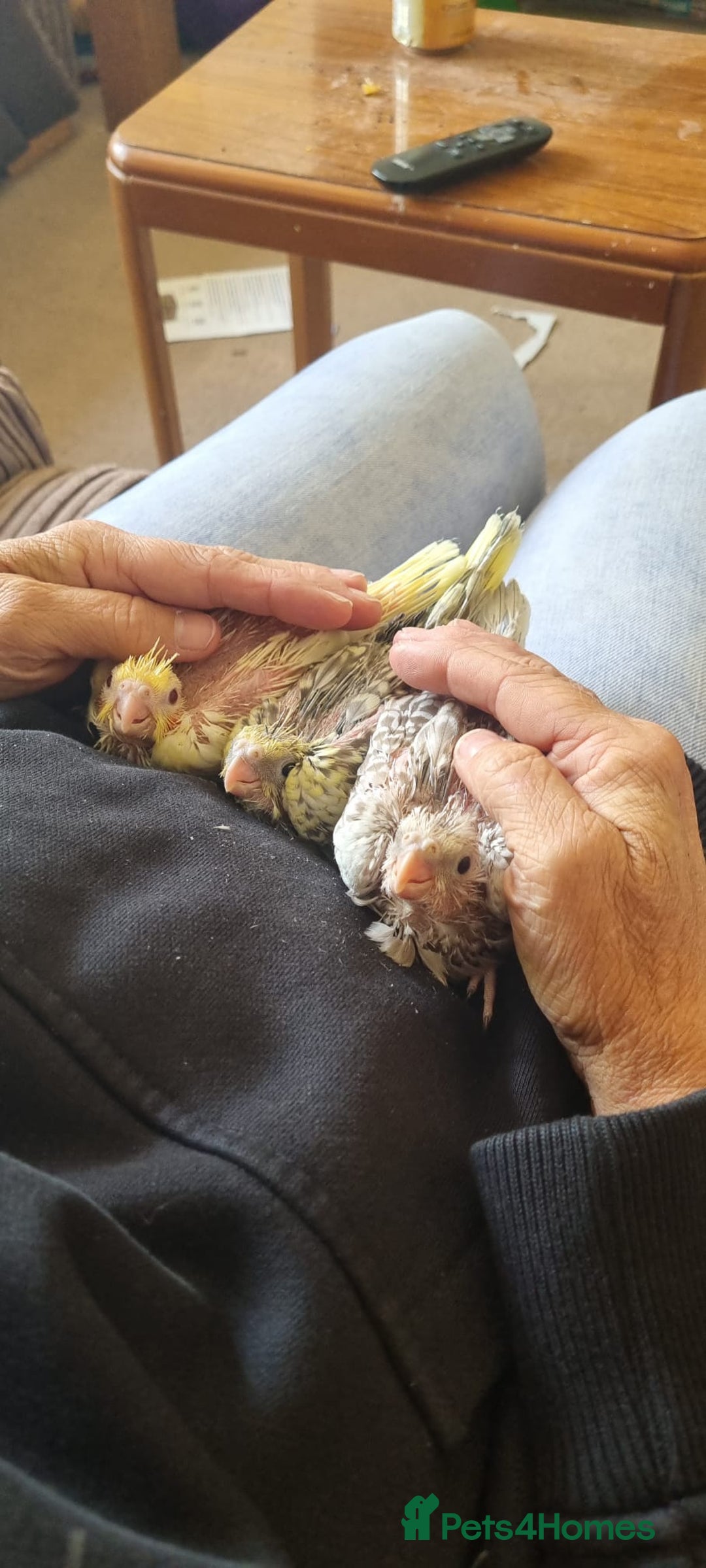 Cockatiels birds for sale: Gorgeous Baby Cockatiels  - Image 6