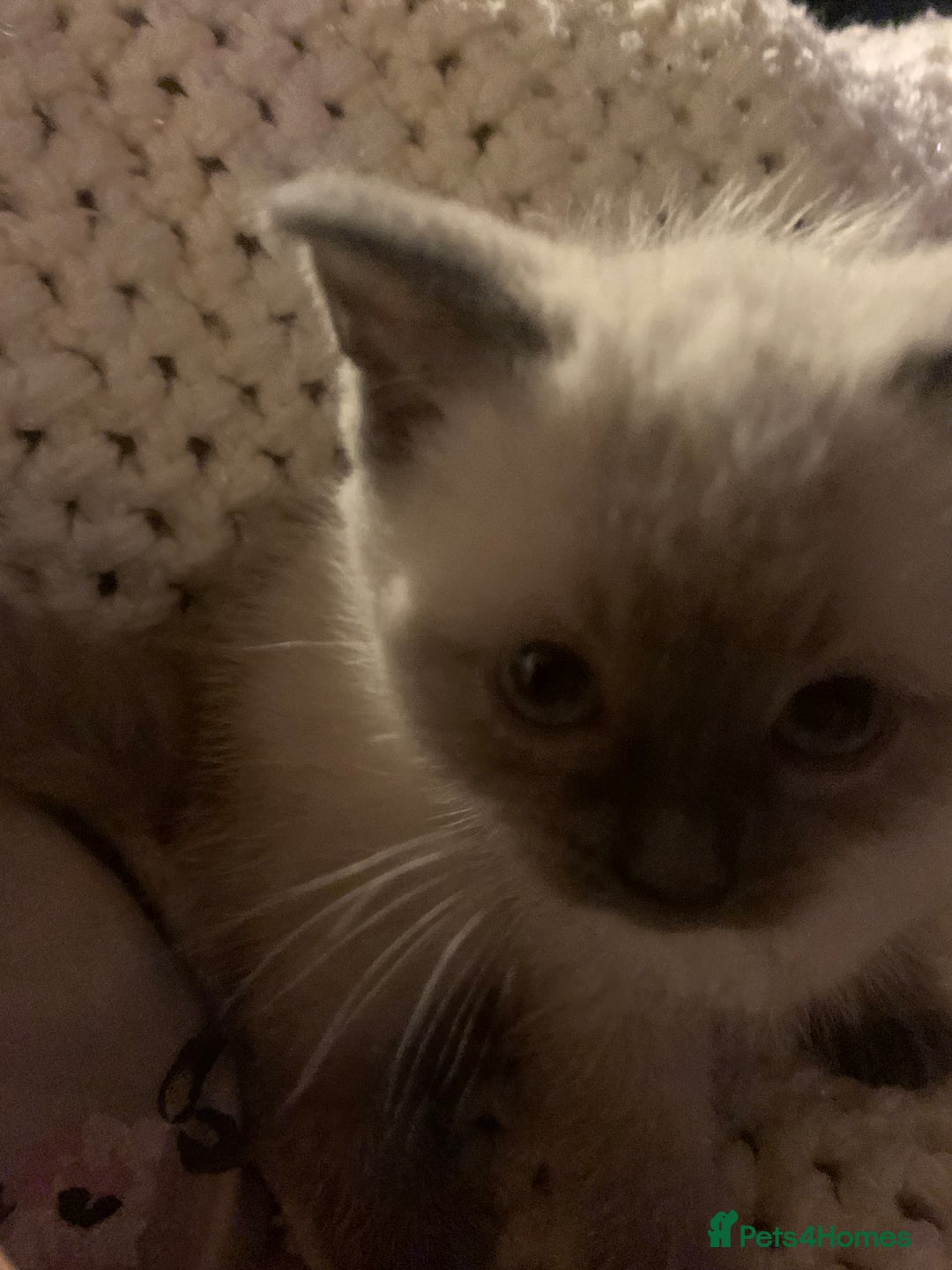 Persian cats for sale: cute 9wk old adorable bundle of joy Persian kitten - Advert 5
