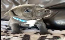 Staffordshire Bull Terrier dogs for sale: Blue staff pups - Image 1