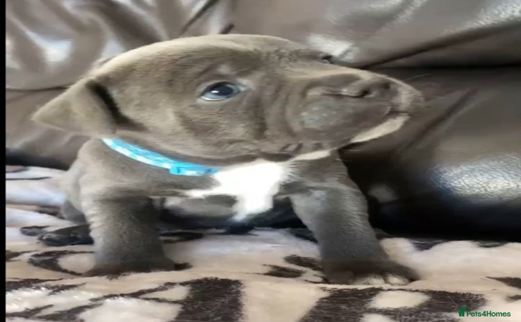 Staffordshire Bull Terrier dogs - Advert 2