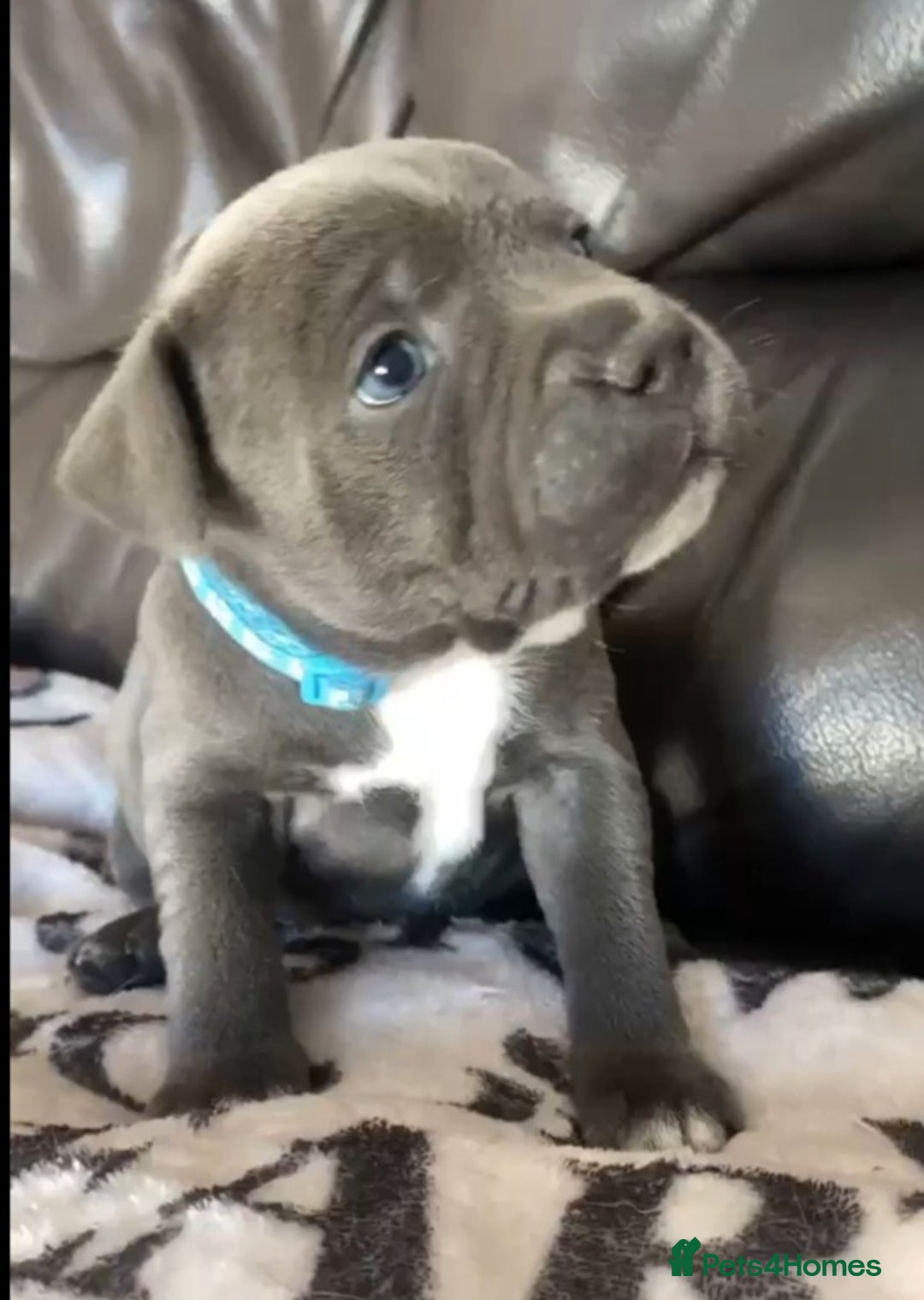 Staffordshire Bull Terrier dogs for sale: Blue staff pups - Image 1