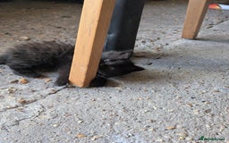 Bombay cats for sale: Different prices Bombay X long hair  - Image 35