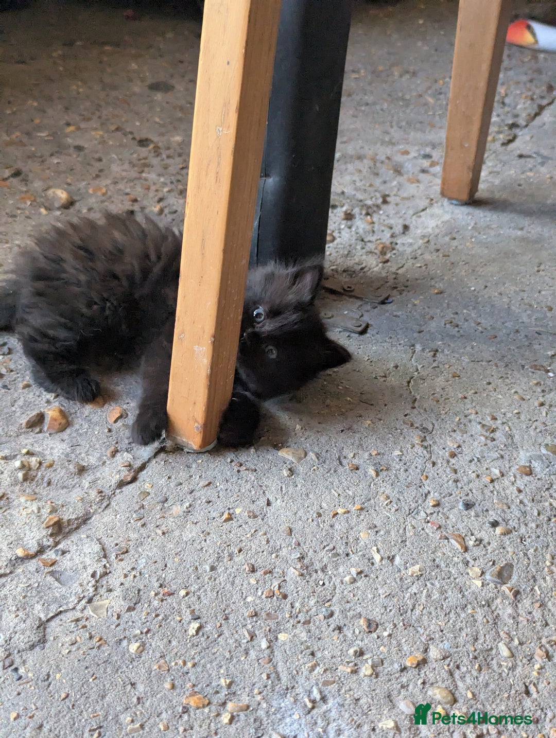 Bombay cats for sale: Different prices Bombay X long hair  - Image 35