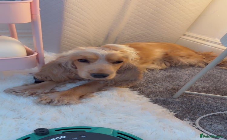 Cocker Spaniel dogs - Advert 4