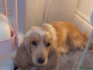 Cocker Spaniel dogs - Advert 6