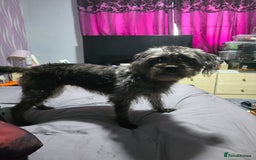 Mixed Breed cats for sale: Various cats and dog  **  - Image 4