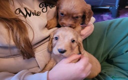 Cocker Spaniel dogs for sale: Out standing  Health tested working cockers  - Image 14