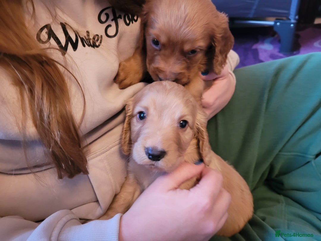 Cocker Spaniel dogs for sale: Out standing  Health tested working cockers  - Image 14