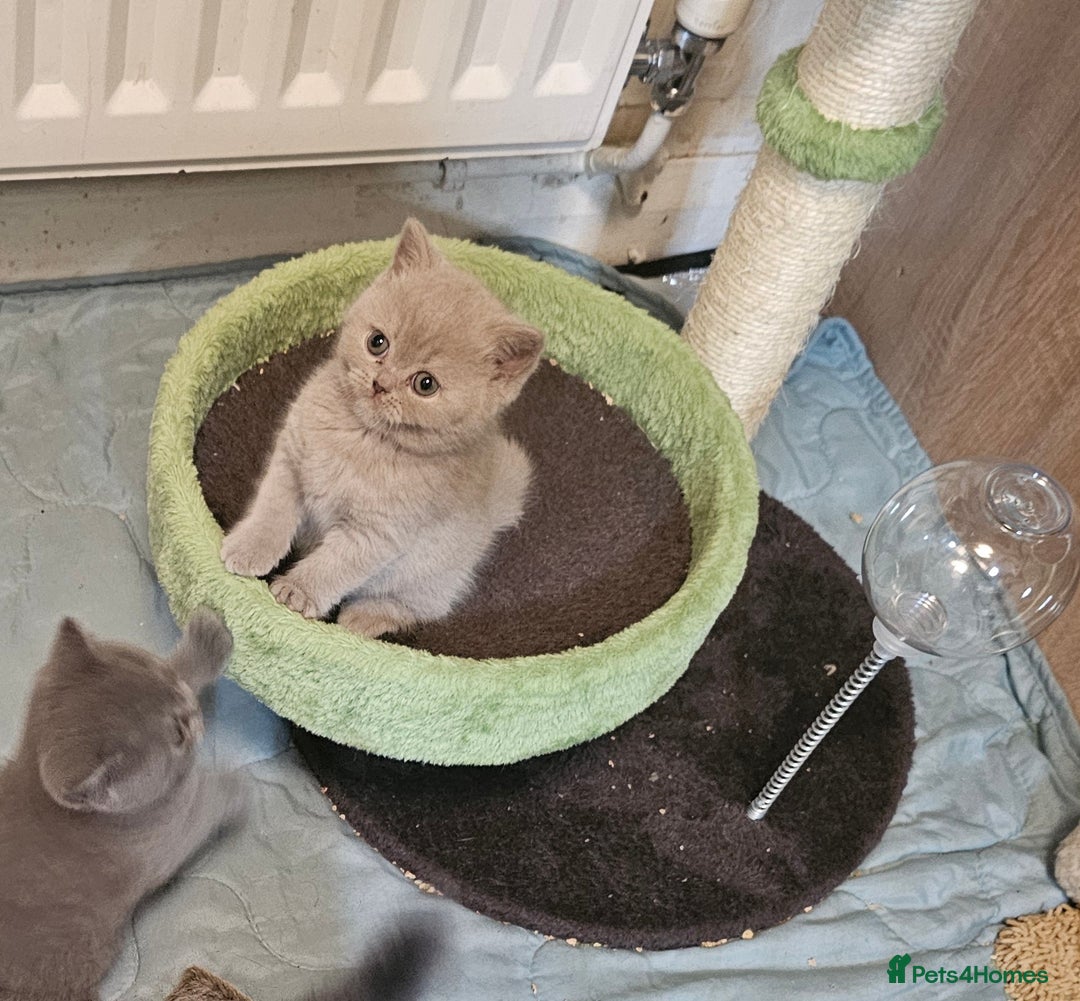 British Shorthair cats for sale: Purebred  British shorthair kittens  - Advert 7