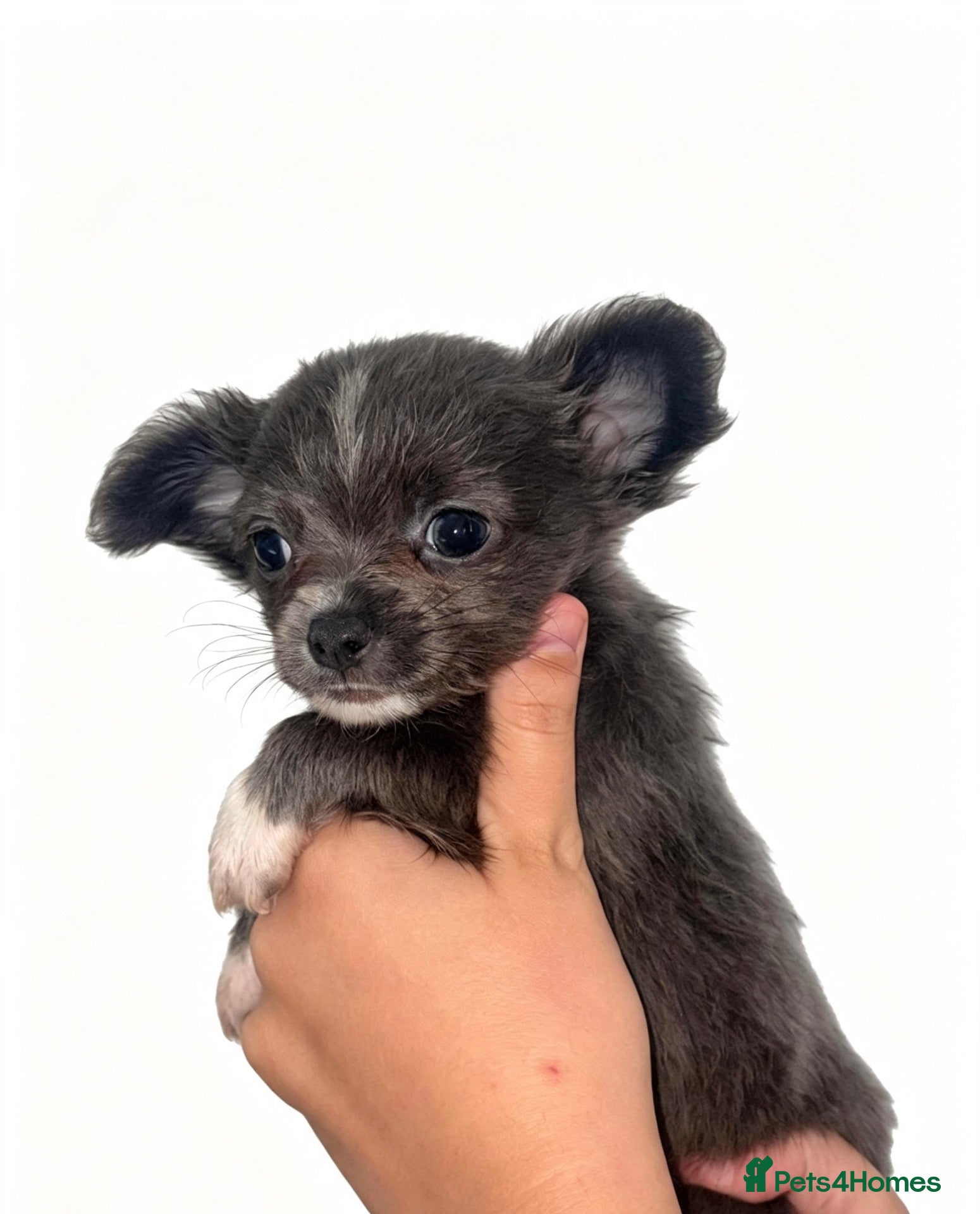 Chihuahua dogs CHIHUAHUA PUPPYS ReadyToLeave - Advert 11