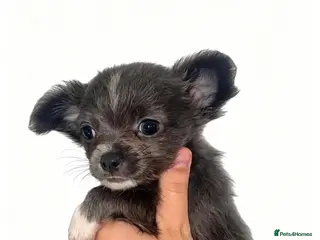 Chihuahua dogs CHIHUAHUA PUPPYS ReadyToLeave - Advert 11
