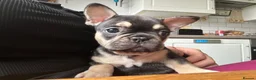French Bulldog dogs for sale: Last two females left ready now - Advert 3
